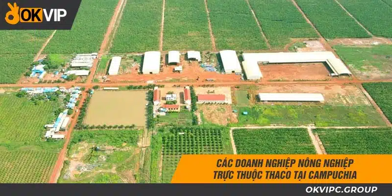 Các doanh nghiệp nông nghiệp trực thuộc Thaco tại Campuchia